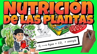 🌱 La NUTRICIÓN de las PLANTAS [upl. by Sivla847]