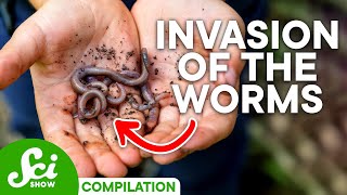 The Truth About Invasive Species  SciShow Compilation [upl. by Nauqyaj]