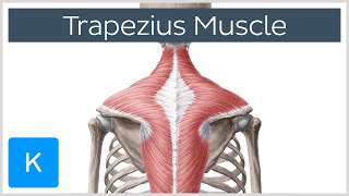 Trapezius Muscle  Origin Insertion Actions  Human Anatomy  Kenhub [upl. by Ateiluj]