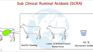 Sub Clinical Sub Acute Ruminal Acidosis  SCRA SARA Hidden reasons of reduced feeding [upl. by Wahkuna974]