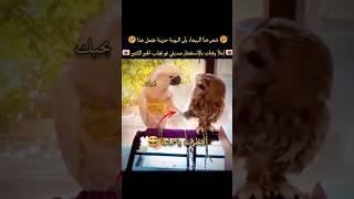 شعر الببغاء بأن البومة حزينة ففعل هذا🤣💔😅 لا حول ولا قوة إلا بالله العلي العظيم عدد خلقه ومداد كلماته [upl. by Figueroa858]