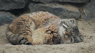 Zelenogorsk the Pallass cat is chilling on his tail [upl. by Cacia]