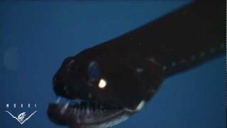 Eerie critters from the deep sea BIG TEETH [upl. by Osicnarf]