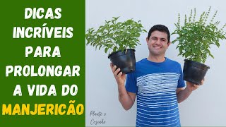 DICAS INCRÍVEIS PARA CUIDAR DO MANJERICÃO NO VASO PLANTIO IRRIGAÇÃO SOL ADUBAÇÃO E COLHEITA Ep73 [upl. by Aryad]