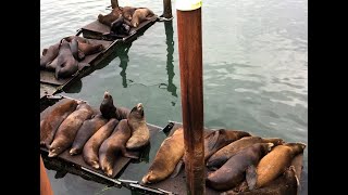 Sea lions enjoying a nap on the dock 🦭 [upl. by Scholz305]