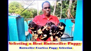 Selecting a Best Rottweiler Puppy HLaika Puppies Part 2 [upl. by Reichert]