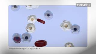 How to Count Cells Using a Hemocytometer [upl. by Iluj]