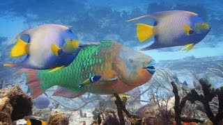 Coral and Parrotfish  A Love Story [upl. by Olympie826]