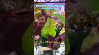 How to Acclimate your new Nepenthes Plant Mail pitcherplants pitcherplant plantlover info [upl. by Arrol349]