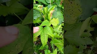 I found dewberries hiding in poison ivy foraging wildfood [upl. by Adnorhs]