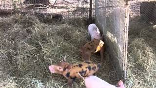 Baby Piglets Loose Their Mom [upl. by Gere]