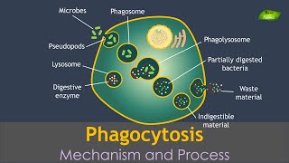 Phagocytosis Animation  Notes  Immunology  Basic Science Series Hindi [upl. by Sinnal]