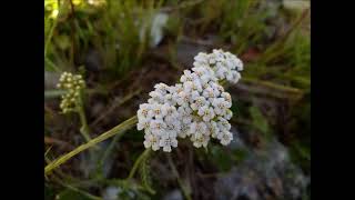 059 Krwawnik pospolity łac Achillea millefolium [upl. by Artekal]