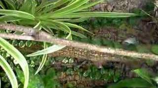 Anolis mmarmoratus in terrarium [upl. by Weismann]