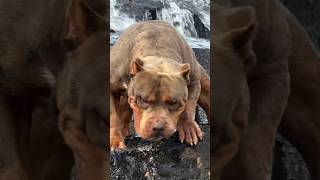 American Pitbull dog whatsapp status video whatsappstatusvideo [upl. by Pentha]