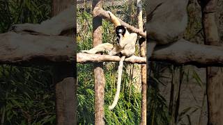 Crowned Sifaka lazing on a sunny afternoon [upl. by Haldan]