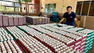 EGG LAYER Pang BIG TIME business Mag START sa 10000 HEADS para EFFICIENT [upl. by Upali]