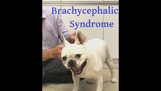 Brachycephalic syndrome explained well Or why does my dog snore and how can I help [upl. by Kinsler995]