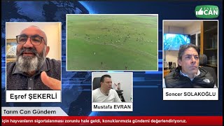 Düşen küpe ve Tarsim Sigorta Zorunluluğu [upl. by Madigan]