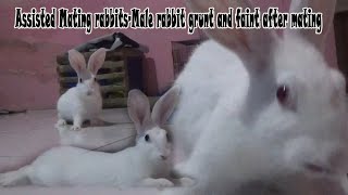 Assisted Mating rabbitsMale rabbit grunt and faint after mating matingseason [upl. by Jamin]