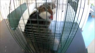 how to sedate an aggressive stray cat in the cage trap [upl. by Wirth]