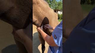 Horses Get a Blood Test Yearly Called Coggins [upl. by Mckeon]