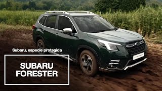 Subaru Forester – Subaru Especie Protegida [upl. by Haisi]