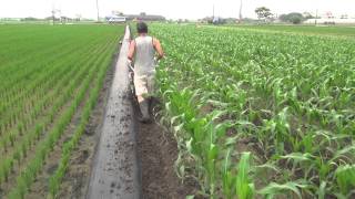 CY80碟型開溝器雲林大埤濕玉米田開溝總長140公尺5 Cultivator ridging in muddy cornmaize field 140m length 中耕機 [upl. by Haberman945]