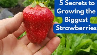 5 Secrets to Growing the Biggest Strawberries [upl. by Anait504]