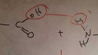 Biology 1st sec proteins answers شرح إجابات المعاصر [upl. by Ymmik643]