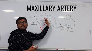 Maxillary artery [upl. by Kaleb724]