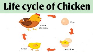 Life cycle of Hen ChickenHow to draw and label Hen life cycle [upl. by Crichton]