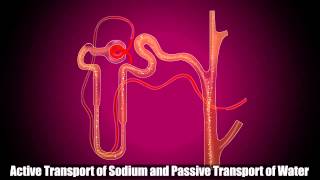 Reabsorption in Distal Convoluted Tubule [upl. by Rennob]