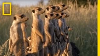 Meerkats vs Puff Adder  National Geographic [upl. by Mushro]