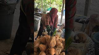 Do You Know This Fruit Sprouted Coconut Cutting Skills [upl. by Hirsch]