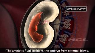 HCL Learning  Embryonic Development in Humans [upl. by Aeneas]