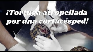 TORTUGAS ¡Tortuga atropellada por una cortacésped [upl. by Iona]