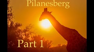 Safari to Black Rhino Game Reserve amp Pilaneserg Part 1 [upl. by Stimson]