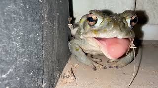 🐸 Sonoran Desert Toad eating Fat Wasp [upl. by Rosie]