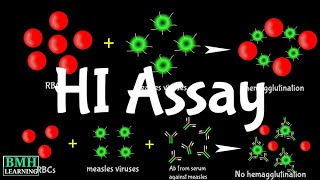 Hemaglutination Inhibition Assay  HI Assay  HAI Assay [upl. by Nahor741]