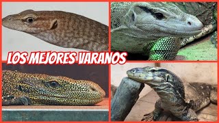 LA COLECCIÓN MÁS GRANDE DE VARANOS EN LATINOAMÉRICA 🦖🦖🦖 [upl. by Gnidleif]