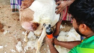 Sheep Shearing Bowen Technique 2023  Sadeeq Agro 2023  Turkey Dumba Hair Cutting [upl. by Ikram]