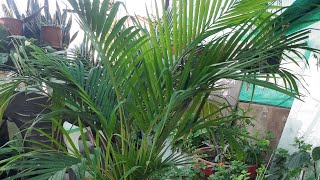 भीषण गर्मी में Areca Palm को कैसे रिपोर्ट करे और कैसे बचाए Areca Palm Repotting gardening [upl. by Yak]