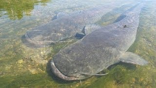 Big Catfish Underwater in Riu Ebre by Catfish World [upl. by Andriette56]