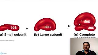 Prokaryotic Cell Ribosomes [upl. by Paley563]