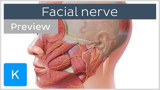 Facial nerve branches and course preview  Human Neuroanatomy  Kenhub [upl. by Haras]