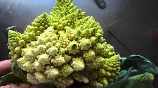 Romanescu  Romanesco broccoli  kinda Cauliflower [upl. by Blair]