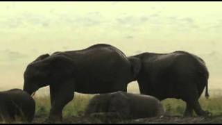 Honey Badger Narrates The Desert Crazy Elephants [upl. by Ines]