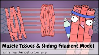 Muscle Tissues and Sliding Filament Model [upl. by Leahcimnaes]