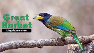 Great Barbet  Megalaima virens The most vocal bird of Mountain BirdsOfIndia [upl. by Atnohsal]